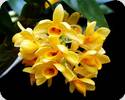 Dendrobium sulcatum - auf Ton